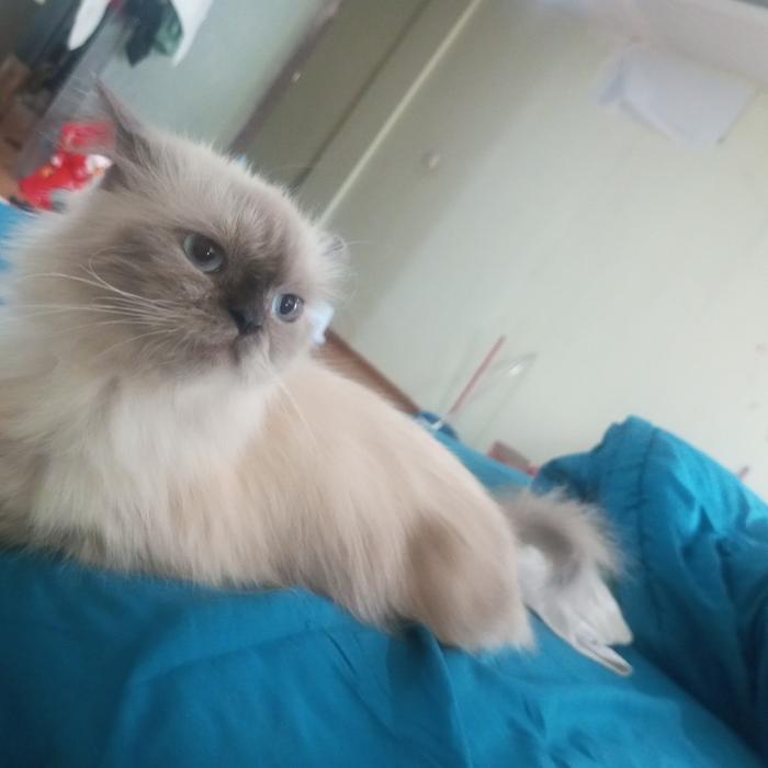 oper adopsi kucing Himalaya betina