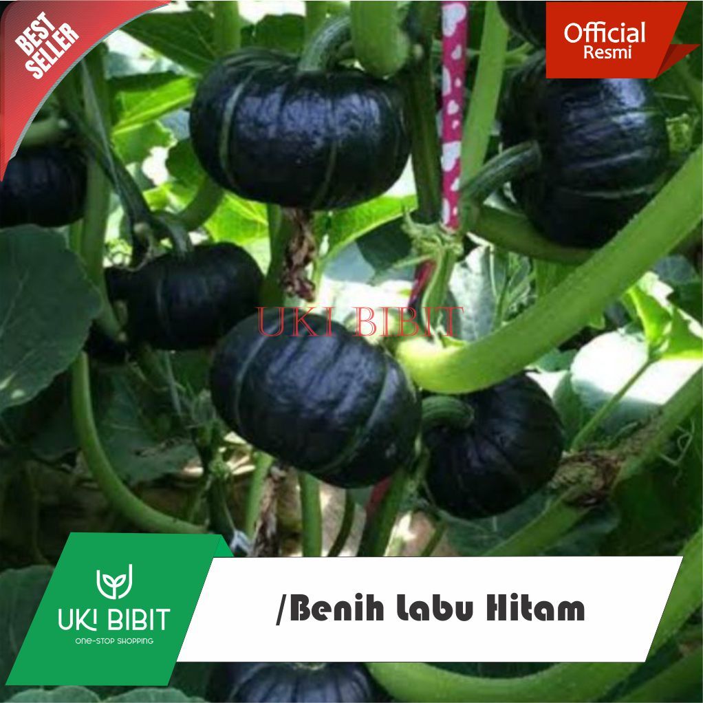 ( 20 Butir ) Benih Biji labu Hitam | Labu Jepang | Labu Hitam Jepang