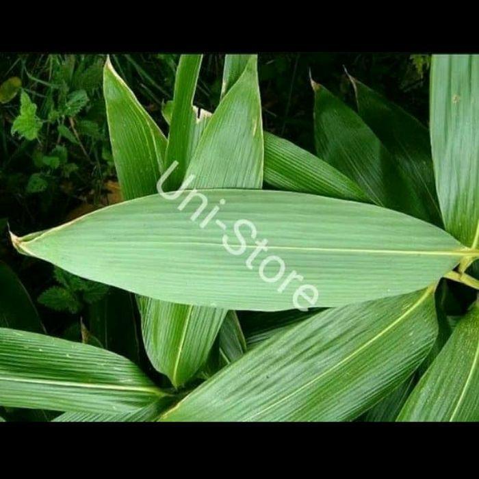 Daun bambu untuk bungkus bacang