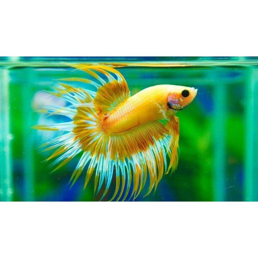 Serit Cupang Crowntail Size M/Male Warna Cantik ct