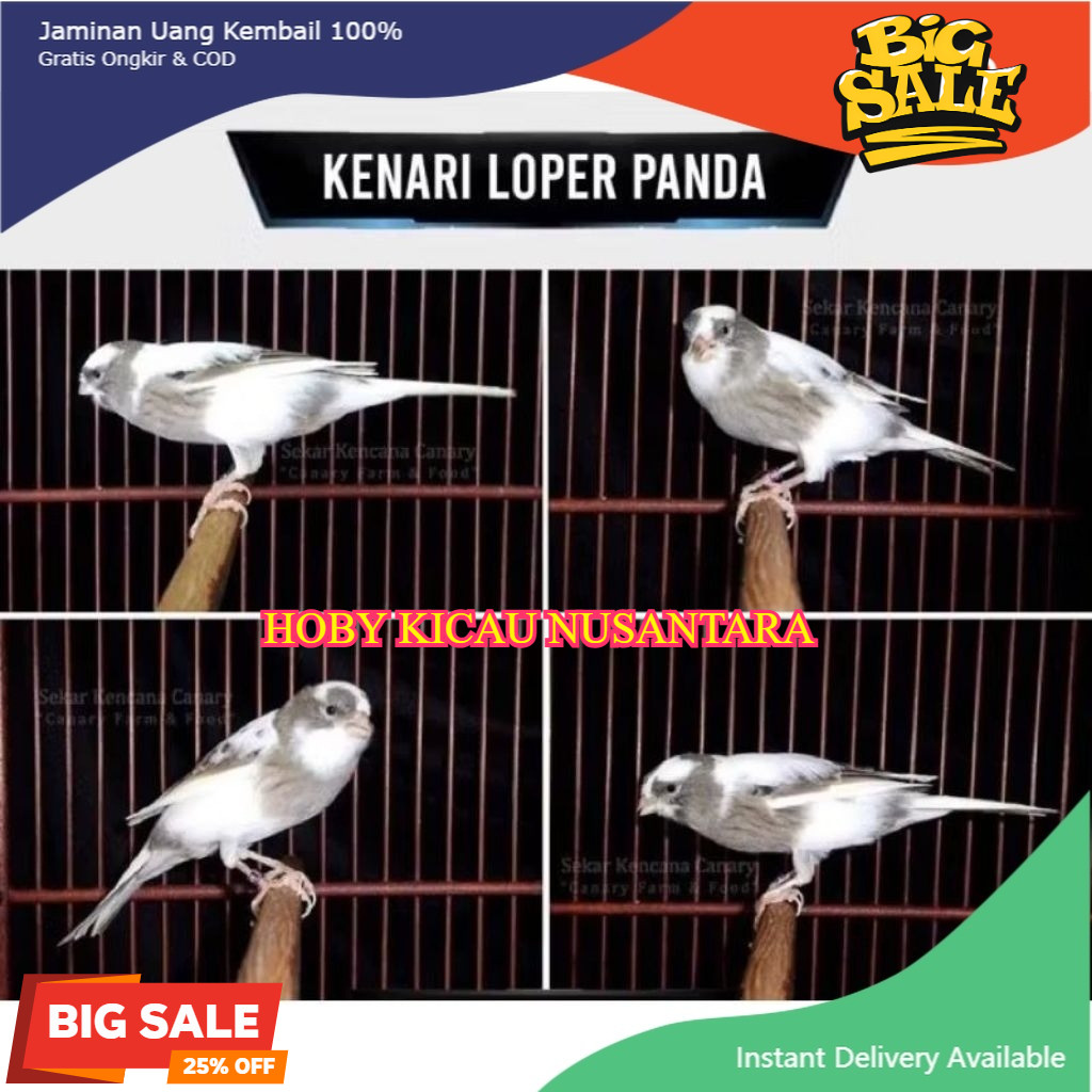 kenari loper panda pilihan jantan istimewa