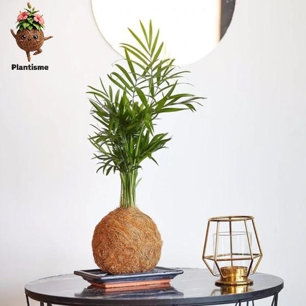 Kokedama – Palm Mini Tanaman Hias Indoor untuk Pajangan Meja Rumah & Kantor