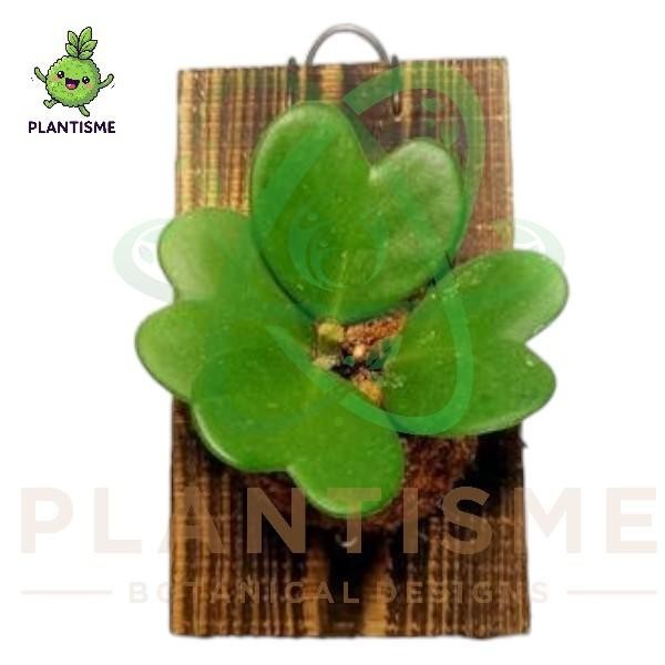 Wall of Fame – Tanaman Hoya Kerrii Love Hoya kerrii Mounting Board Plant