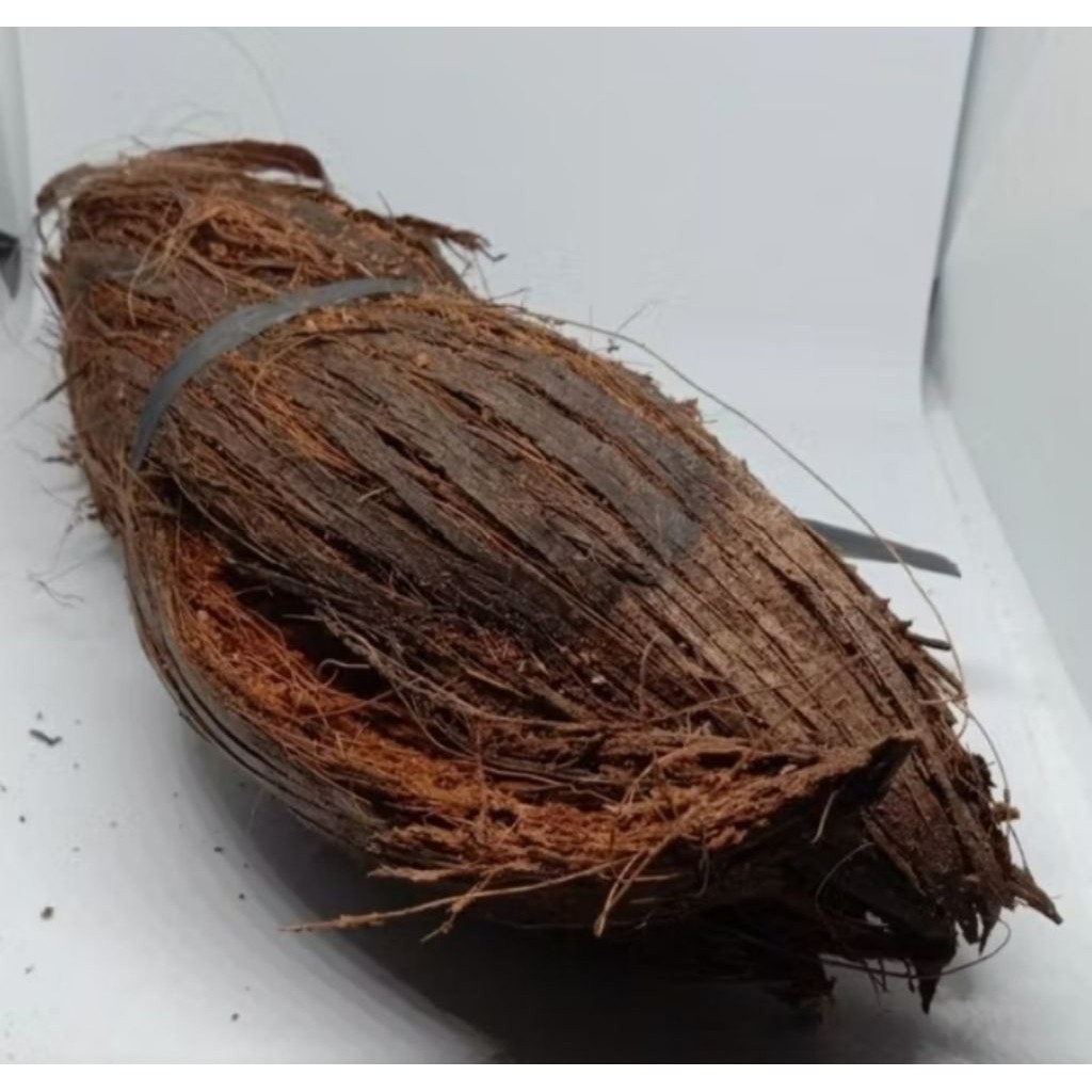 Sabut kelapa media tanam anggrek