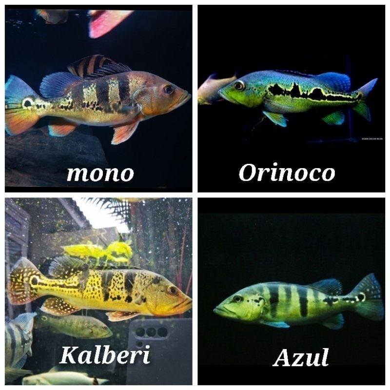 Hiasan Akuarium PBass Mono PBass Kalberi 8-9 cm pibas pbas