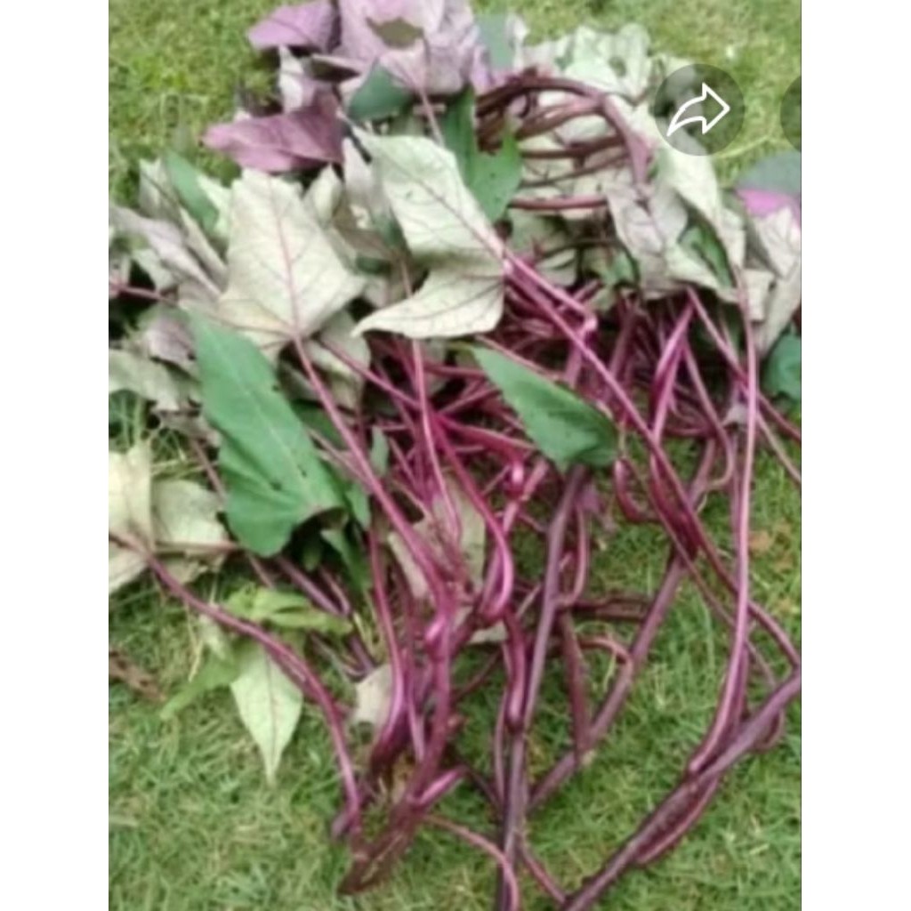 Bibit stek ubi ungu super - sukahurip62