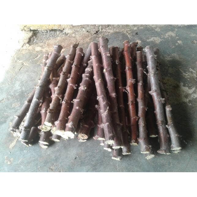 bibit batang pohon singkong bogor