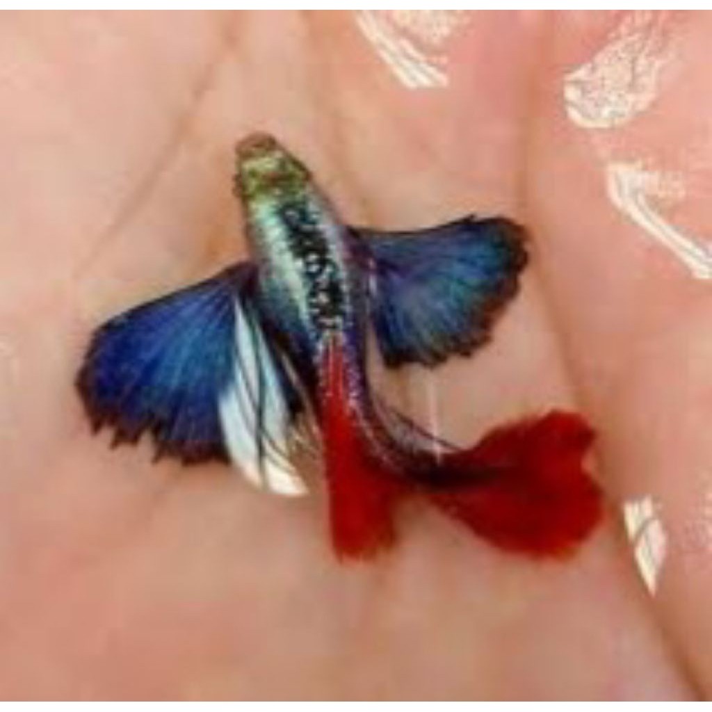 Hiasan Aquarium Ikan Guppy PRTDE HM sepasang Indukan