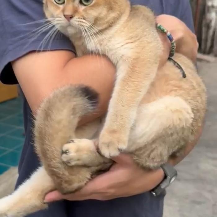 KUCING BSH GOLDEN || BSH GOLDEN GREEN EYE