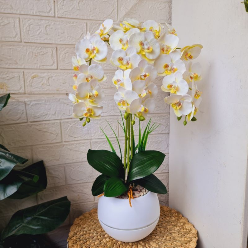 (Teracasa) Anggrek Latex Murah 3 Juntai Dengan Pot Plastik Besar