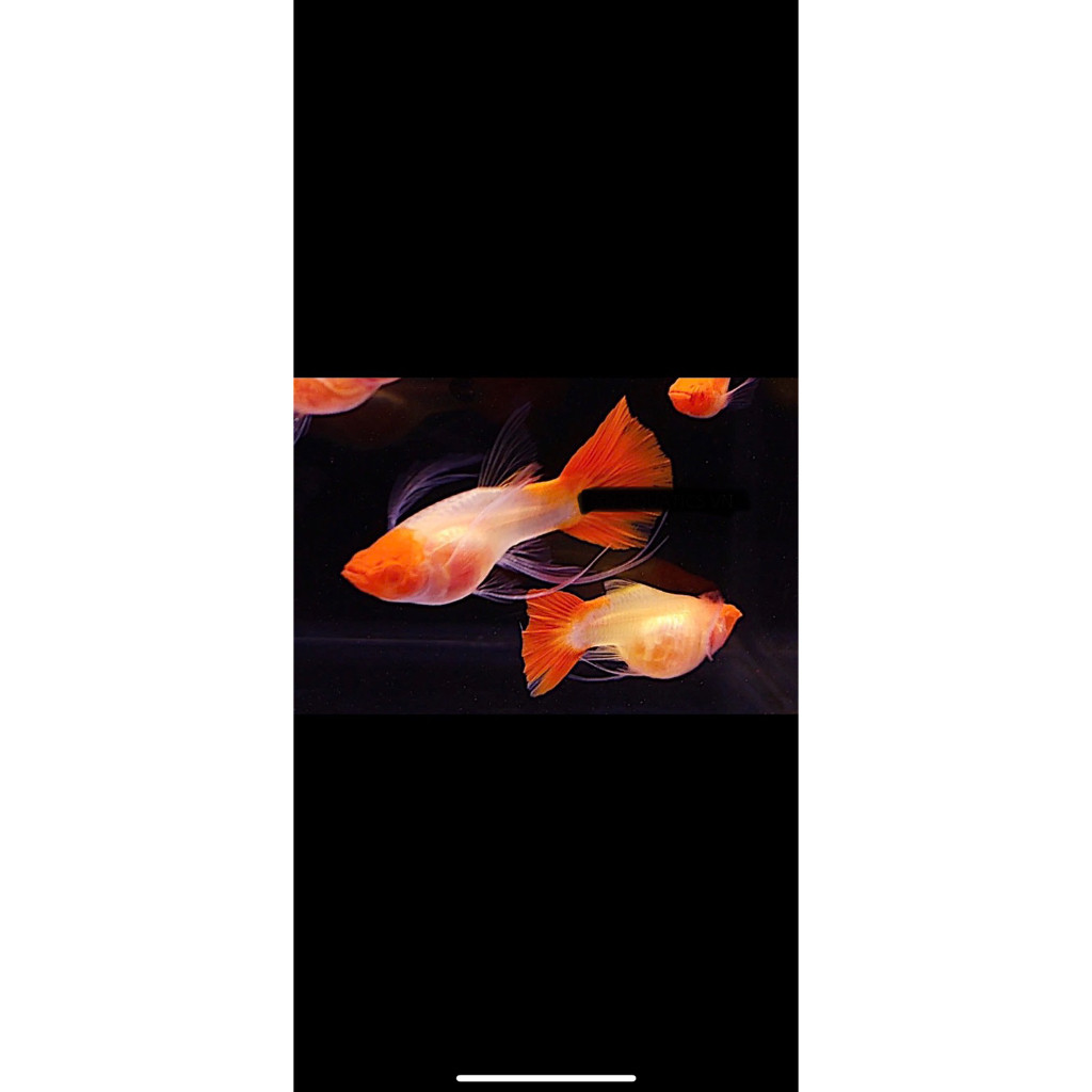 Guppy Albino Koi Glassbelly Ribbon Fin C gen Red Ear