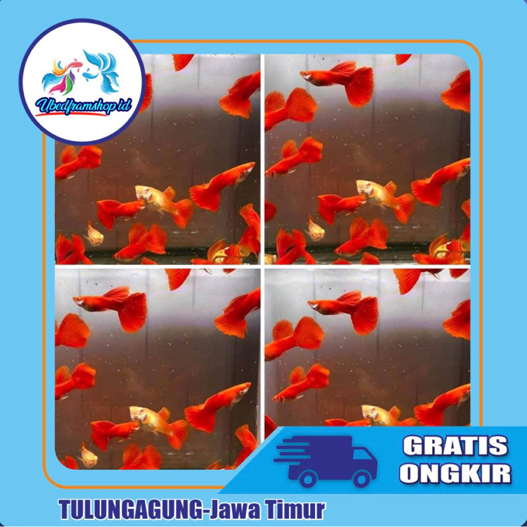 GUPPY AFR ALBINO MATA MERAH SEPASANG
