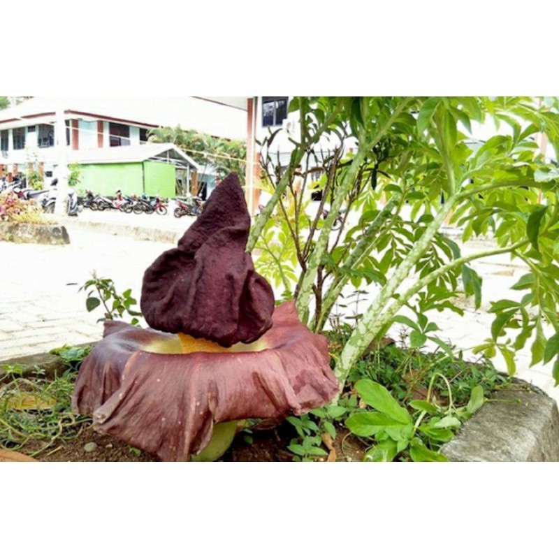 umbi suwek/bunga bangkai 1kg Umbi Suweg Segar Fresh 1kg Untuk bibit dan di konsumsi DM