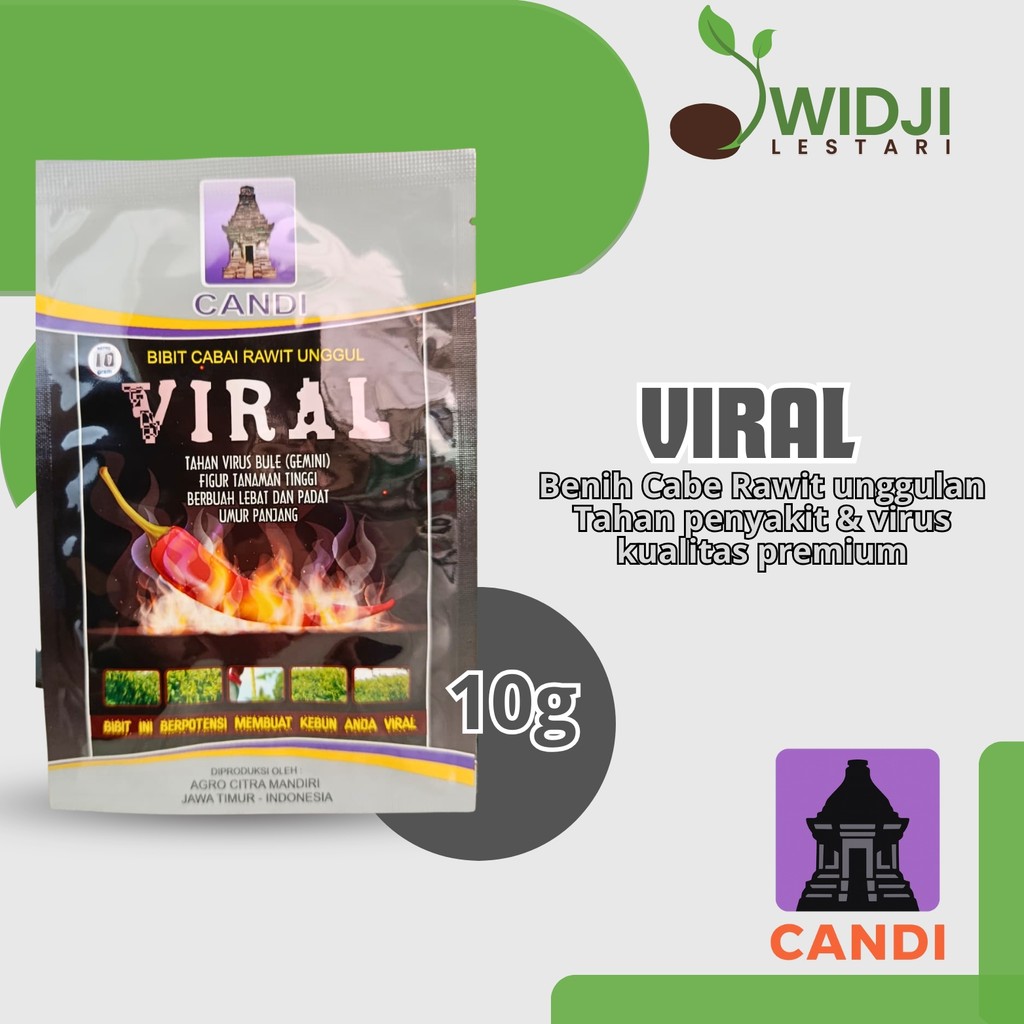 Benih Cabe Rawit Viral Cap Candi Buah Kuning Mengkilap Runcing
