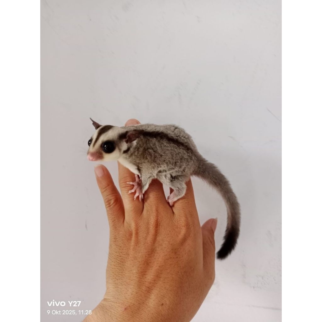 Sugar glider classic grey joey