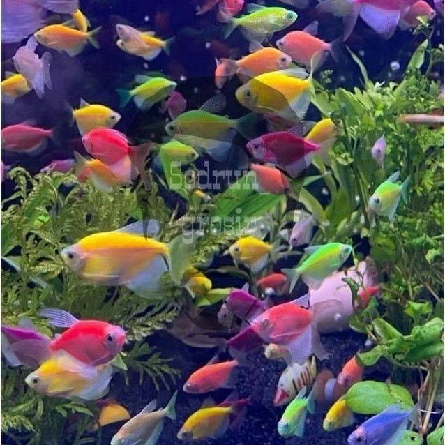 Tetra Glowfish PAKET ISI 10 Hiasan Aquarium Seperti Gambar Bagus warna warni