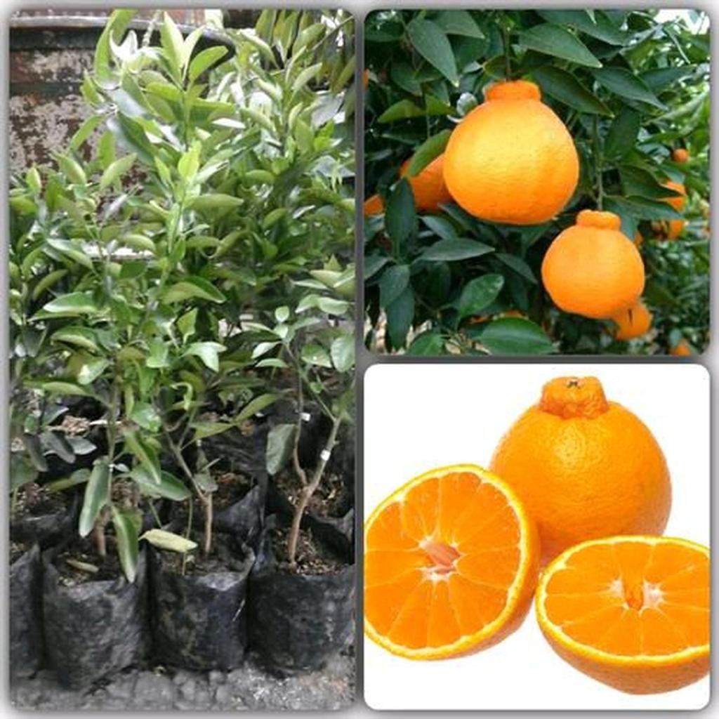 Bibit jeruk dekopon Asli hasil okulasi // Bibit Tanaman Pohon Jeruk Dekopon Hasil Okulasi