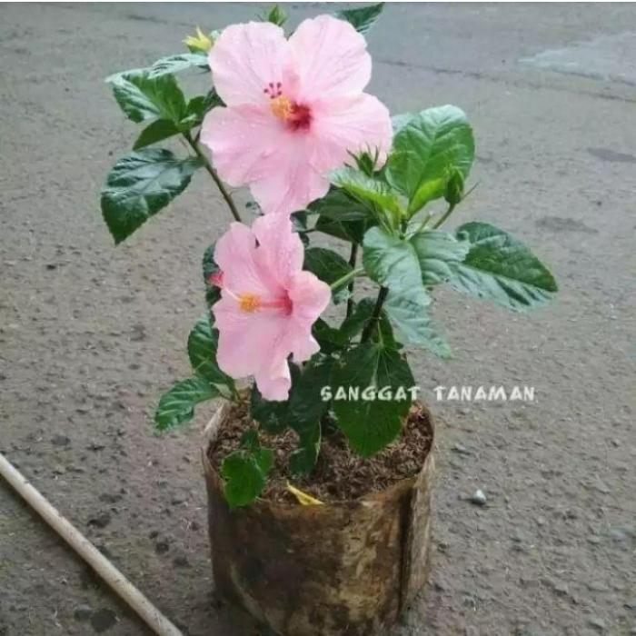 Tanaman hias kembang sepatu bunga pink | kembang sepatu