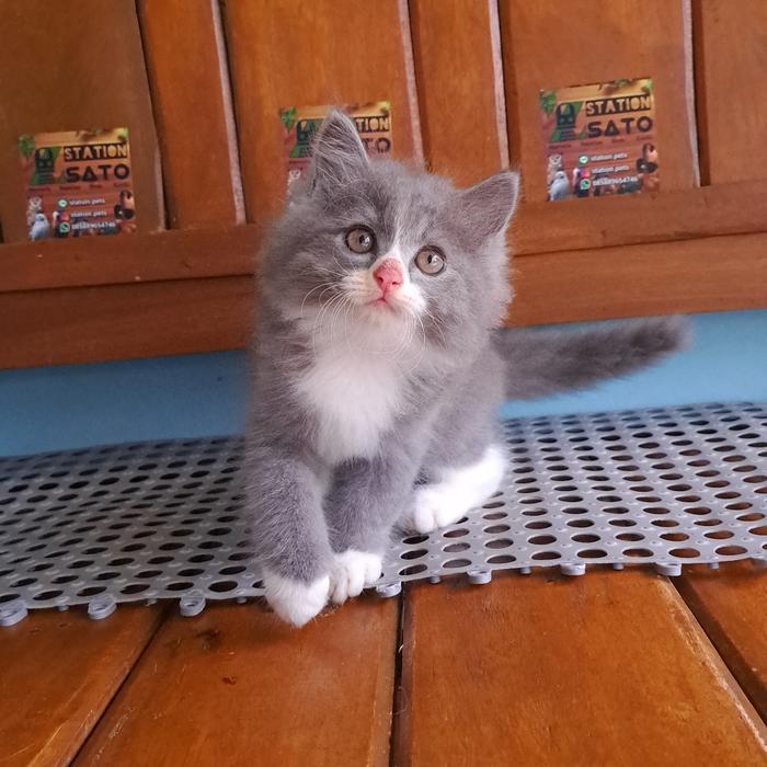 Kucing kitten persia abu putih longhair gemoy