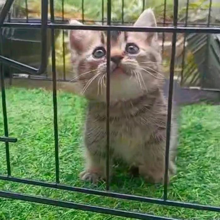 kucing Britishshorthair muchkin golden