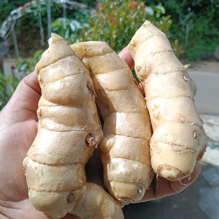 COD_ kunyit putih asli . kunyit putih super dan pilihan Herbal Kecombrang (Pangpung Alam)