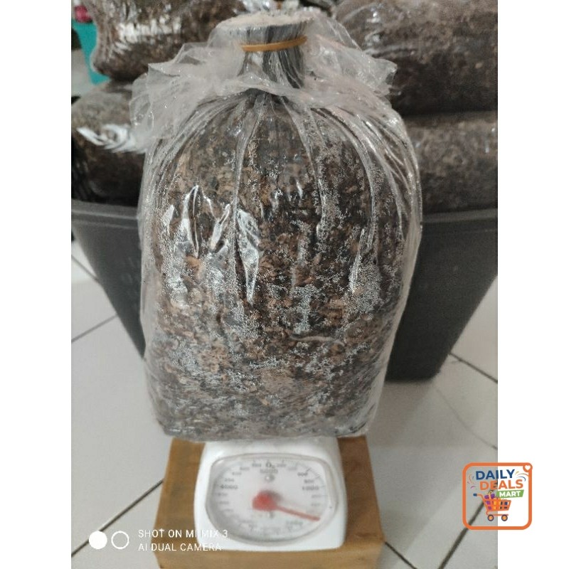 Dailydeals- Bibit jamur merang unggul (JUMBO) varietas putih dan semi hitam PROMO