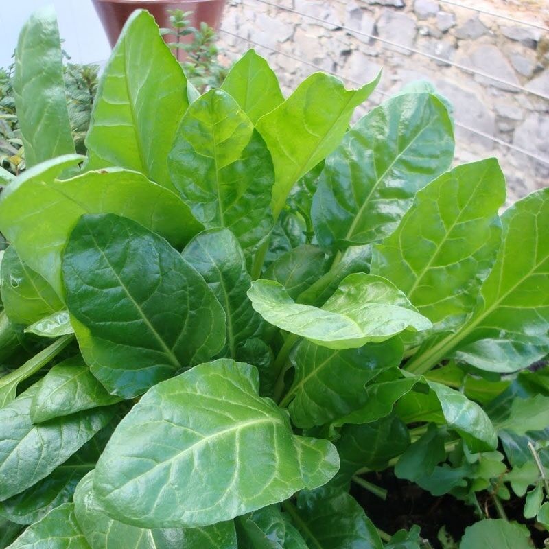 100 Benih Bibit Biji - Spinach Perpetual Leaf Beet Seeds - IMPORT