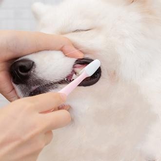 EPS Sikat Gigi dan Odol Set Pembersih Karang Gigi dan Bau Mulut Anjing Kucing - Sikat Gigi Kucing da
