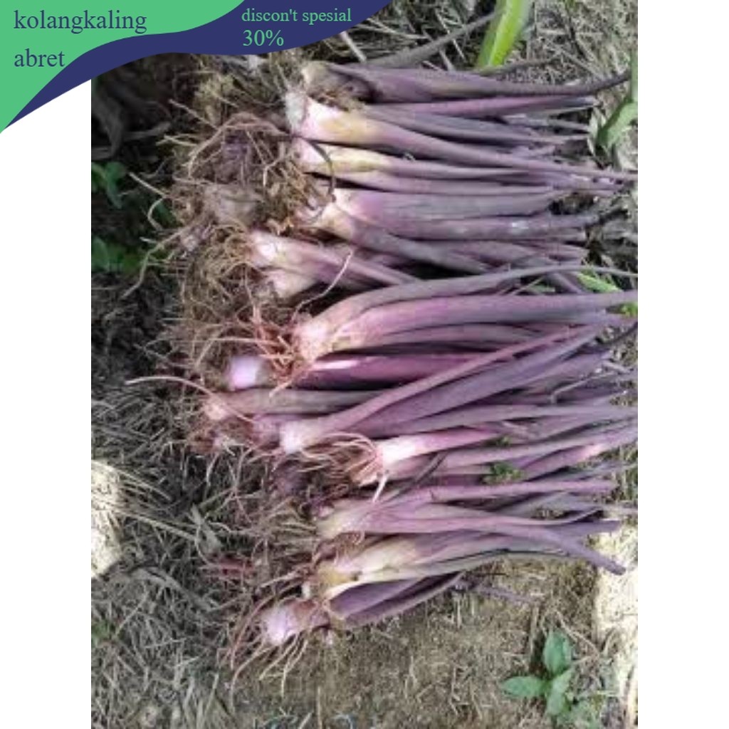 Bibit Talas Bogor Pratama 3// Talas Ungu (5 Bibit) Jumbo