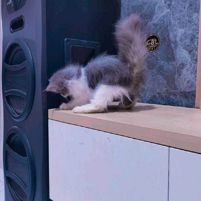 kucing Norwegian maincone