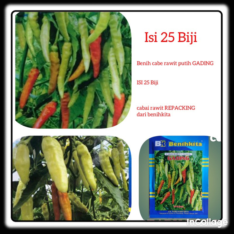 25 Biji Benih cabe rawit putih GADING Benih cabai rawit Repacking dari benihkita -MYSEEDGARDEN