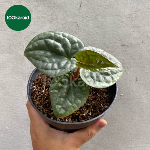 Tanaman Hias Anthurium Luxurians Ecuador / Anthurium Luxurian Original