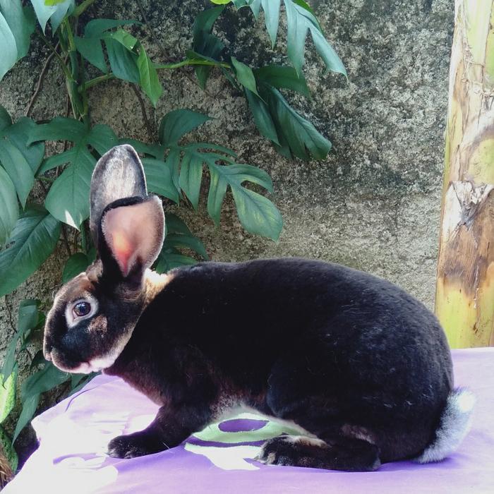 Kelinci Rex bulu karpet jantan dewasa (minus). by Happypaws id