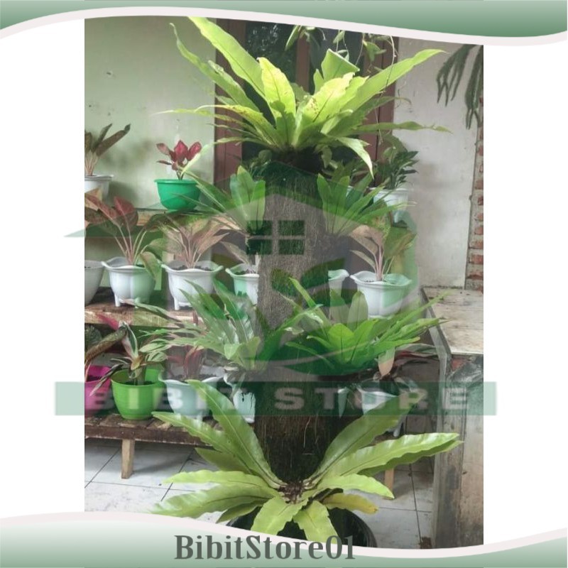 Tanaman Hias Kadaka Pakis Media Tanah Aman