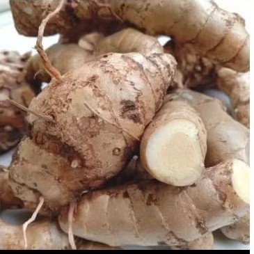 Empu kunyit putih segar. fres 1 kg .... dan bersih