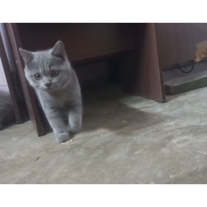KUCING KITTEN BSH BLUE | BRITISH SHORTHAIR