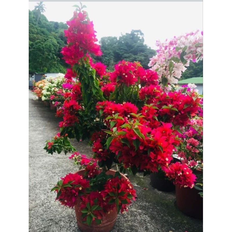 Bibit bugenvil EM ekor musang merah