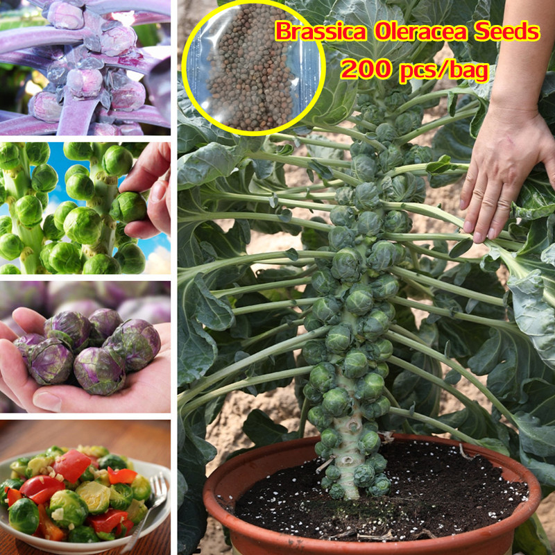 Benih Kubis Mini Bibit Unggul Pilihan (100 biji)