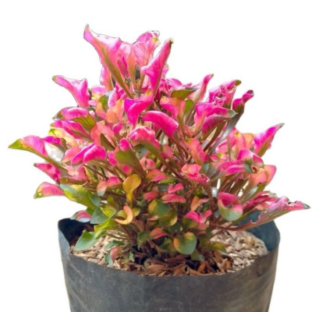 ( RIMBUN ) ( BISA COD ) Tanaman Hias Krokot Merah - Tanaman Krokot Merah Rambat