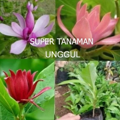 Termurah Paket 3 Tanaman Hias Bunga Kantil Cempaka/ Paket 3 Pohon Bunga Kantil Cempaka Ungu Pink Mer