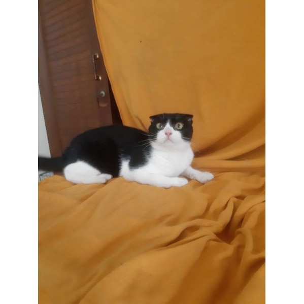 kucing scottish fold persia mainecoon bsh exotic himalaya peaknose ragdol