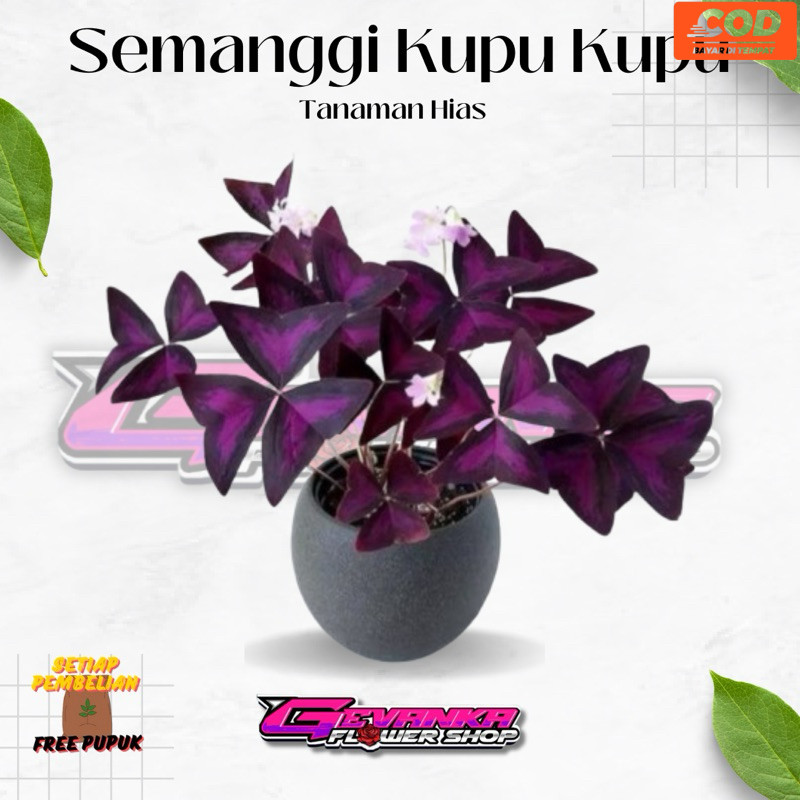 Tanaman Hias Semanggi Ungu - Kupu kupu Ungu - False Shamrock (Bisa COD)