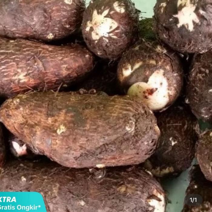 Umbi talas ketan kecil kecil pulen hasil bumi muria