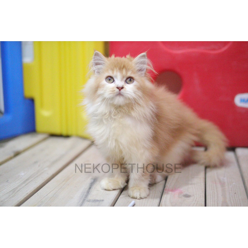 Persia Longhair Kitten Anak Kucing Putih Oren