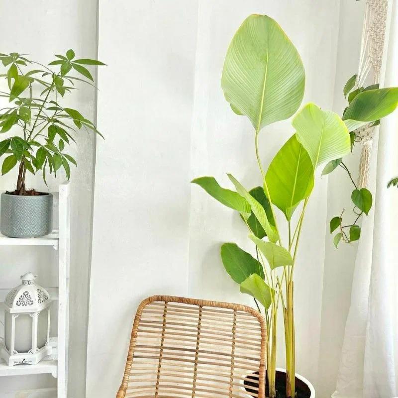 Tanaman hias pisang pisangan / Pohon berdaun lebae / Tanaman hias taman depan rumah