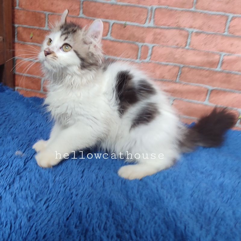 kucing kitten american curl betina / Ns kinkalow tidak cebol
