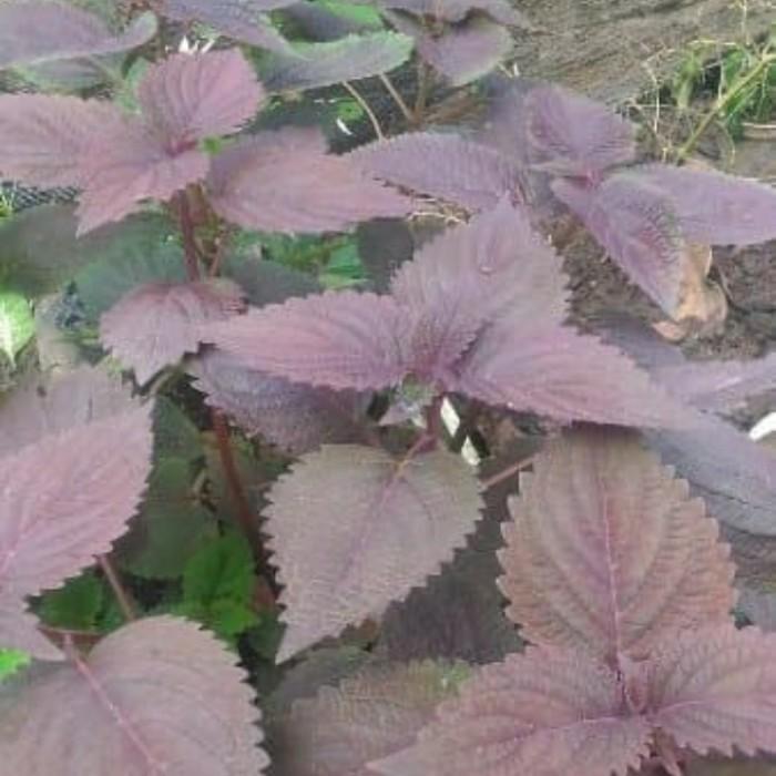 DAUN JAWER KOTOK SEGAR-OBAT BISUL