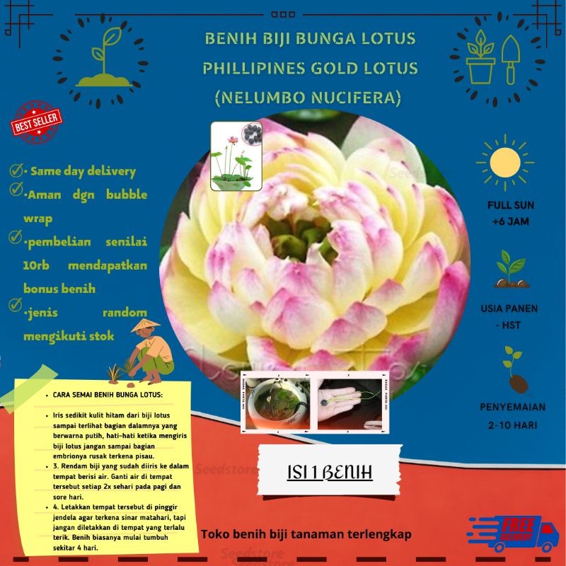 1 Benih Bunga Lotus 12 - Phillipines Gold Lotus