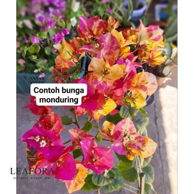 Citra Monduring Original Bugenvil Cimon Bunga