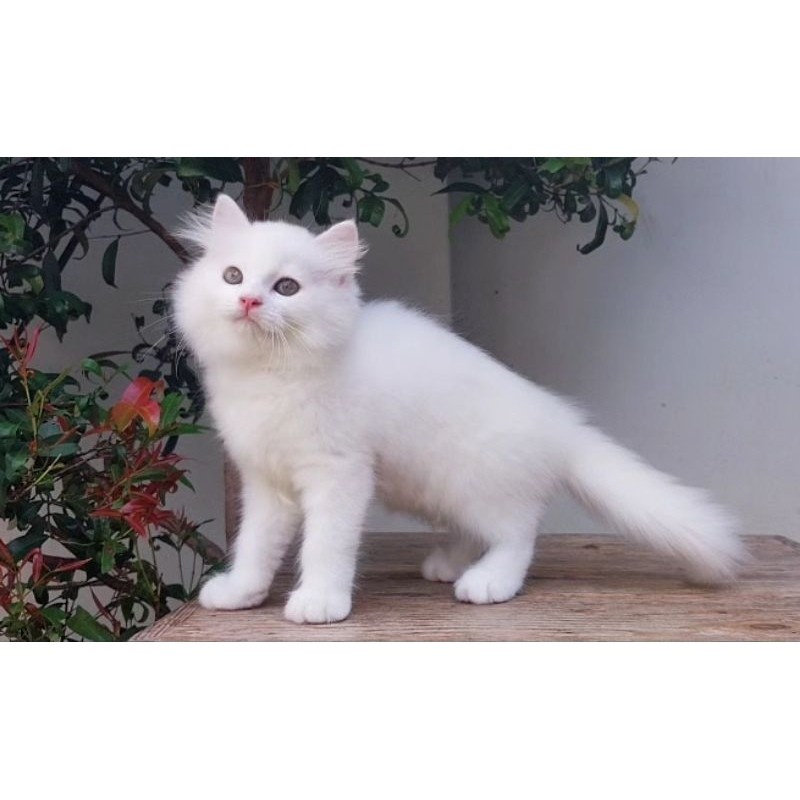 KUCING PERSIA MEDIUM BETINA 2 BULAN PUTIH SOLID
